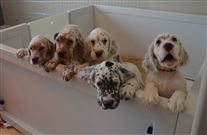 Click for large image