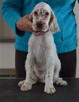 Click for large image