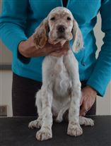 Click for large image