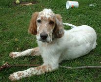 Click for large image