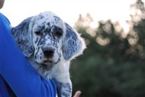 Click for large image