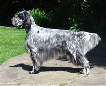 Click for large image