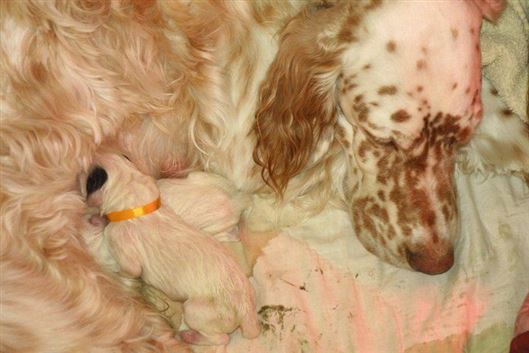 Click for large image