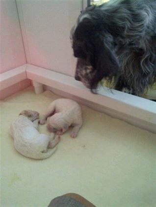 Click for large image