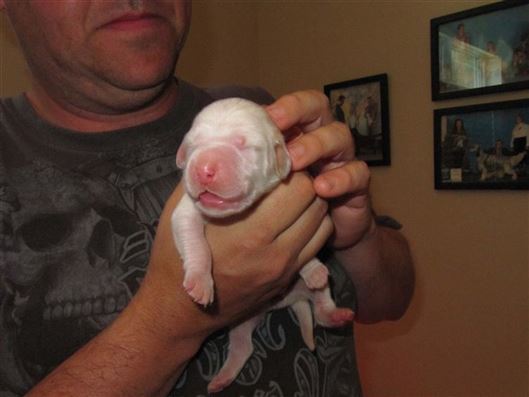 Click for large image