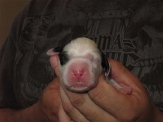 Click for large image