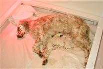 Click for large image