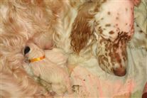 Click for large image