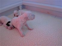 Click for large image