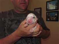 Click for large image