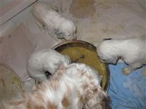 Click for large image