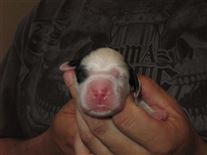 Click for large image