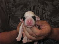 Click for large image