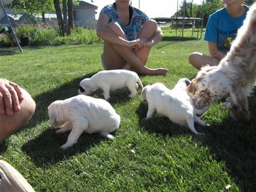 Click for large image