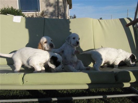 Click for large image