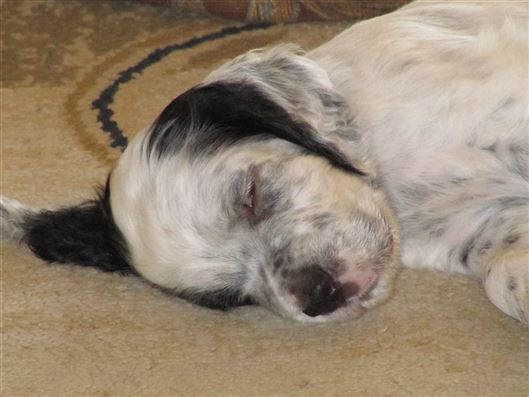 Click for large image