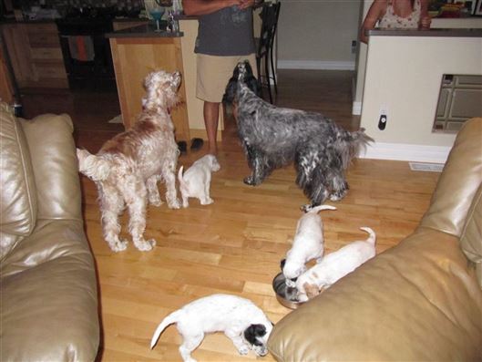 Click for large image