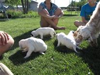 Click for large image