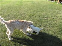 Click for large image