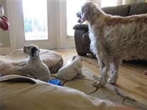 Click for large image