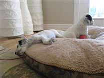 Click for large image