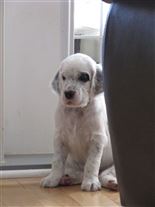 Click for large image