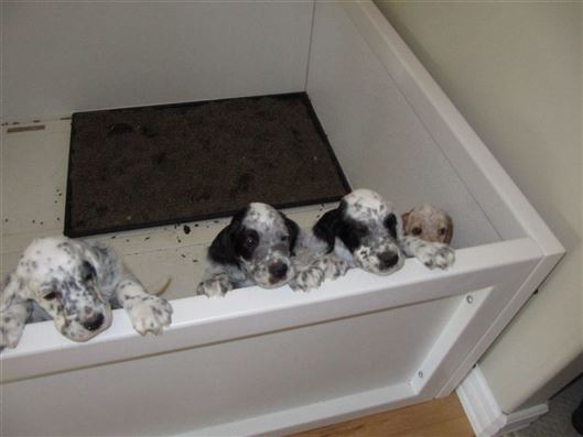 Click for large image