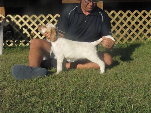 Click for large image