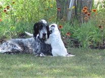 Click for large image