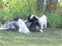 Click for large image