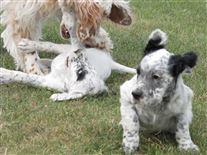 Click for large image