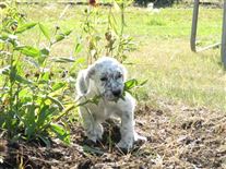 Click for large image