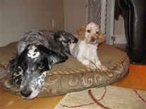 Click for large image