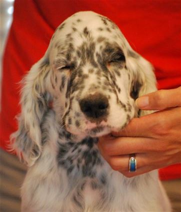 Click for large image