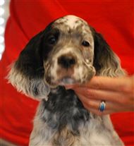 Click for large image