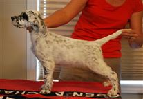 Click for large image