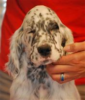 Click for large image