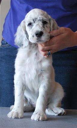 Click for large image