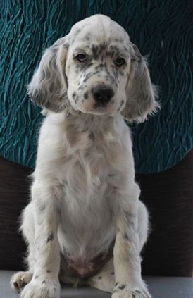 Click for large image