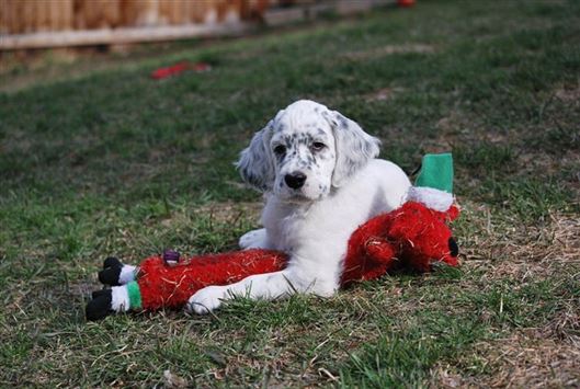 Click for large image