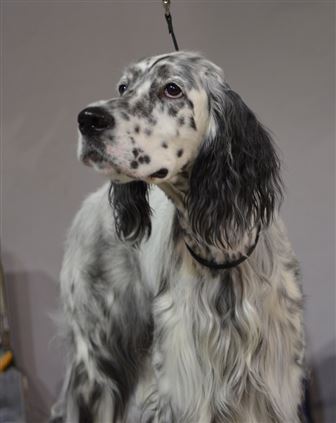 Click for large image