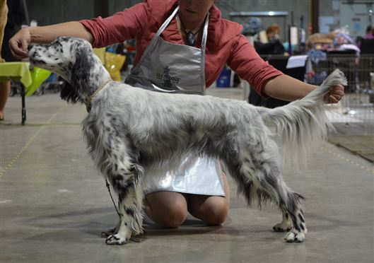 Click for large image