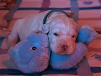 Click for large image