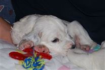 Click for large image