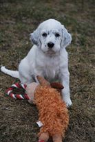 Click for large image