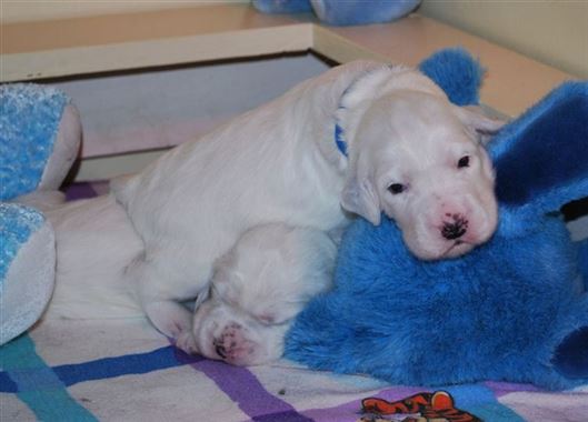 Click for large image