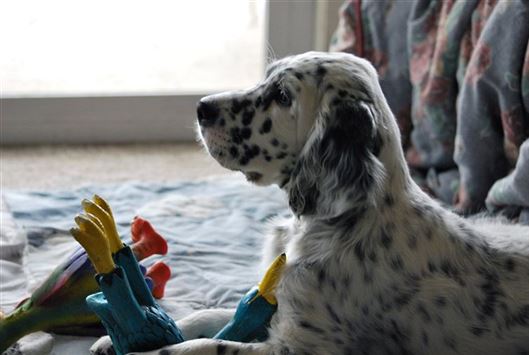 Click for large image