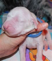 Click for large image