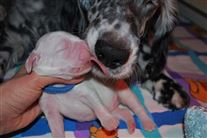 Click for large image