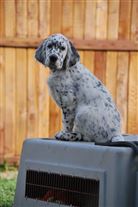 Click for large image